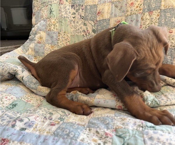 Medium Photo #2 Doberman Pinscher Puppy For Sale in BRISTOL, CT, USA