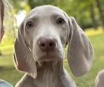 Small Photo #8 Weimaraner Puppy For Sale in MIDDLETOWN, OH, USA