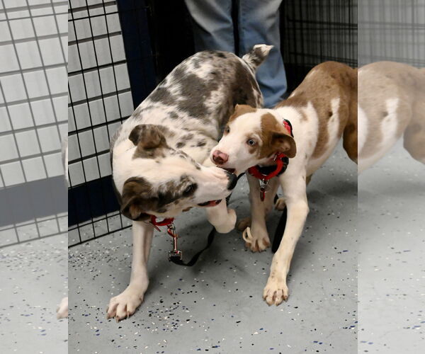 Medium Photo #10 Australian Shepherd Puppy For Sale in Wakefield, RI, USA