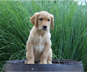 Golden Retriever Puppy for sale in FREDERICKSBG, OH, USA