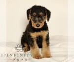 Small Airedale Terrier