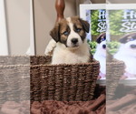 Puppy Puppy 10 stella Australian Shepherd