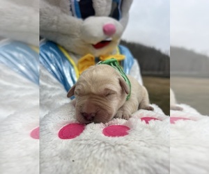 Labrador Retriever Puppy for Sale in NEOLA, West Virginia USA