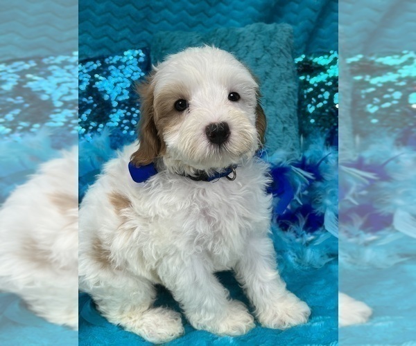 Medium Photo #19 Cavapoo Puppy For Sale in BULLARD, TX, USA