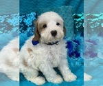 Small Photo #19 Cavapoo Puppy For Sale in BULLARD, TX, USA