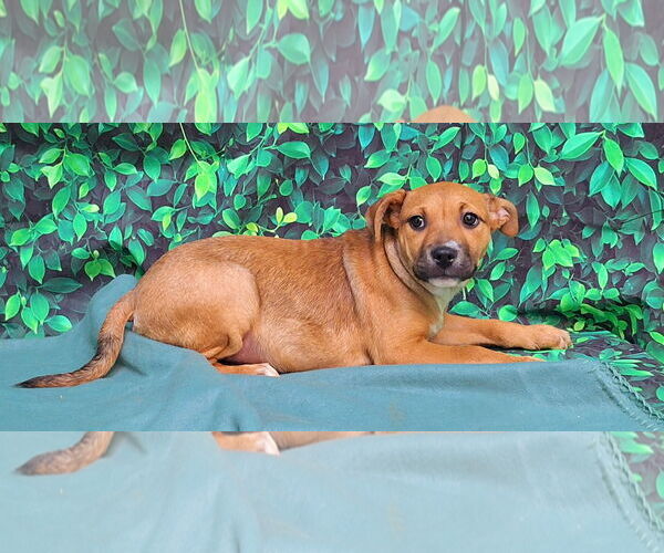 Medium Photo #1 American Pit Bull Terrier-Labrador Retriever Mix Puppy For Sale in Wetumpka, AL, USA
