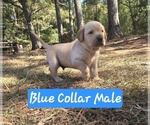 Puppy Blue Collar Labrador Retriever