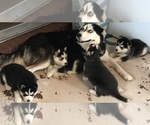 Small Photo #16 Siberian Husky Puppy For Sale in JACKSONVILLE, FL, USA