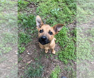 Mutt Dogs for adoption in Greenville, SC, USA