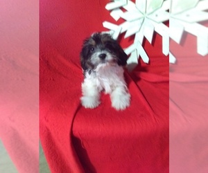 Cavapoo Puppy for sale in SUGARCREEK, OH, USA