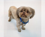 Small #8 Shih Tzu