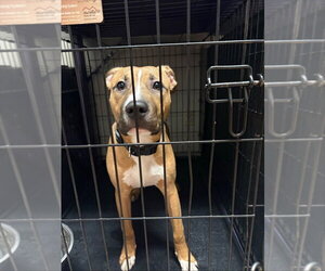 Mutt Dogs for adoption in Gloversville, NY, USA