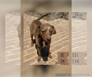 Retriever -Unknown Mix Dogs for adoption in Woodbury, NY, USA