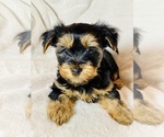 Small Photo #1 Yorkshire Terrier Puppy For Sale in KAUKAUNA, WI, USA
