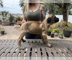 Medium Cane Corso