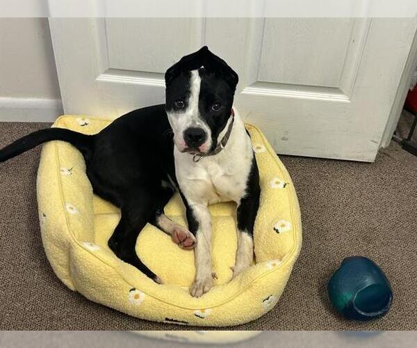 Medium Photo #2 American Pit Bull Terrier Puppy For Sale in Ocala, FL, USA