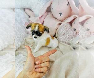 Chihuahua Puppy for sale in JENSEN BEACH, FL, USA