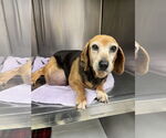 Small Beagle