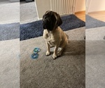 Small Mastiff