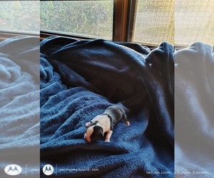 Medium Boston Terrier