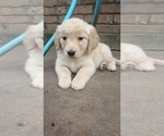 Small Photo #4 Golden Retriever Puppy For Sale in ROUND ROCK, TX, USA