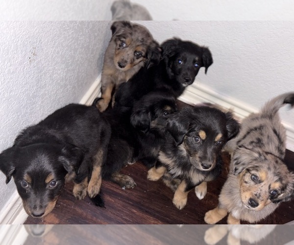 Medium Photo #1 Australian Retriever Puppy For Sale in CORSICANA, TX, USA