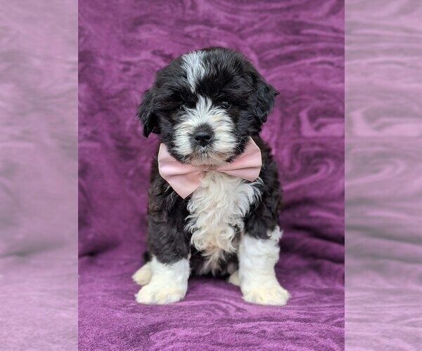 Medium Photo #1 Sheepadoodle Puppy For Sale in GLEN ROCK, PA, USA