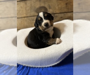 Bernese Mountain Dog Puppy for sale in LAKOTA, IA, USA