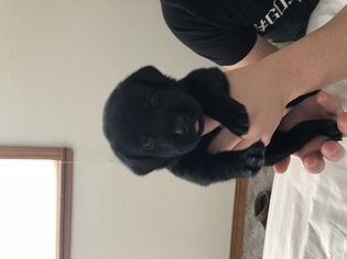 Labrador Retriever Puppy for sale in MCCALL, ID, USA