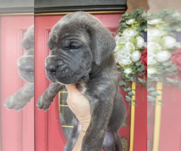 Full screen Photo #1 Cane Corso Puppy For Sale in BAKERSFIELD, CA, USA