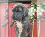 Small Photo #1 Cane Corso Puppy For Sale in BAKERSFIELD, CA, USA
