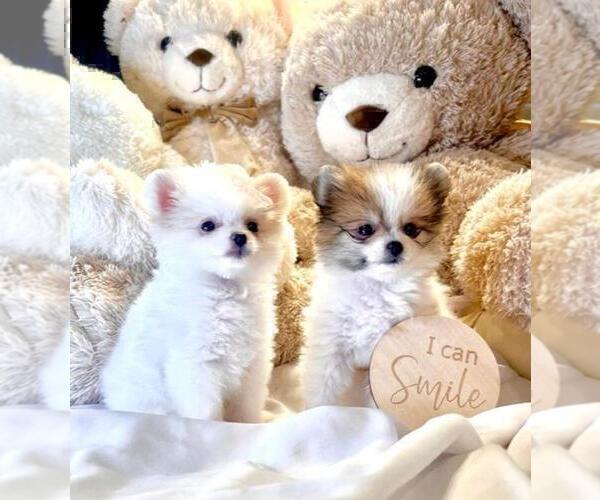 Medium Photo #16 Pomeranian Puppy For Sale in FT LAUDERDALE, FL, USA