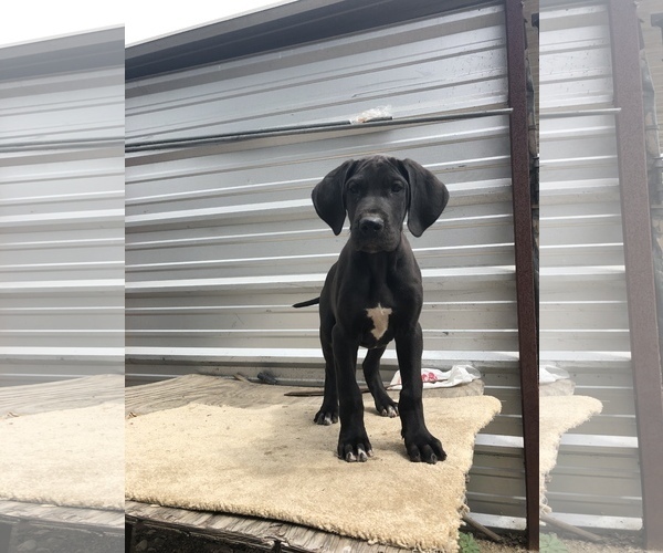 Medium Photo #7 Great Dane Puppy For Sale in FONTANA, CA, USA