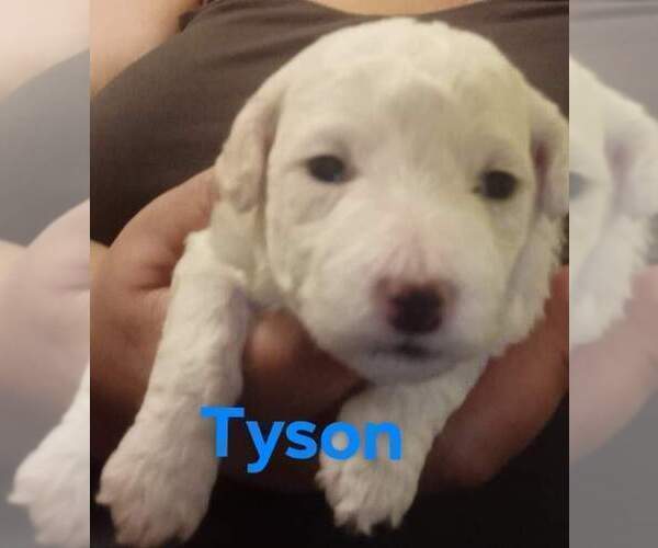Medium Photo #29 Bichon Frise Puppy For Sale in ORLANDO, FL, USA