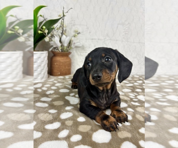 Medium Photo #1 Dachshund Puppy For Sale in INDIANAPOLIS, IN, USA