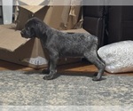 Small Photo #6 German Shorthaired Pointer Puppy For Sale in STATE COLLEGE, PA, USA