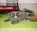 Small Photo #7 Faux Frenchbo Bulldog Puppy For Sale in FRESNO, OH, USA