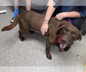 Goose fka Lenny - Male Labrador Retriever-Unknown Mix Dog for Adoption - Photo #10