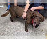 Small #9 Labrador Retriever Mix