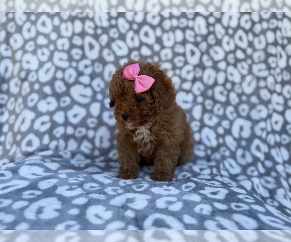 Medium Photo #2 Cavapoo (Miniature) Puppy For Sale in LAKELAND, FL, USA