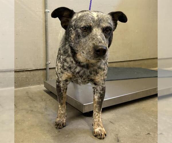 Medium Photo #1 Mutt Puppy For Sale in Camarillo, CA, USA