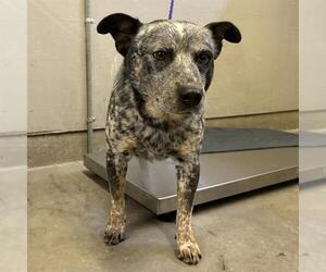 Mutt Dogs for adoption in Camarillo, CA, USA