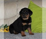 Small Photo #3 Rottweiler Puppy For Sale in QUARRYVILLE, PA, USA