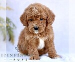 Small #3 Goldendoodle (Miniature)