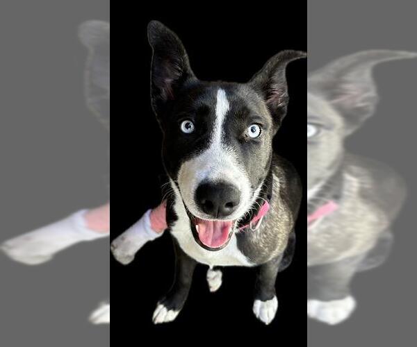 Medium Photo #1 American Pit Bull Terrier-Unknown Mix Puppy For Sale in Chula Vista, CA, USA
