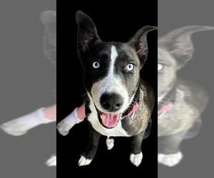 American Pit Bull Terrier-Unknown Mix Dogs for adoption in Chula Vista, CA, USA