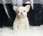 Small #4 French Bulldog