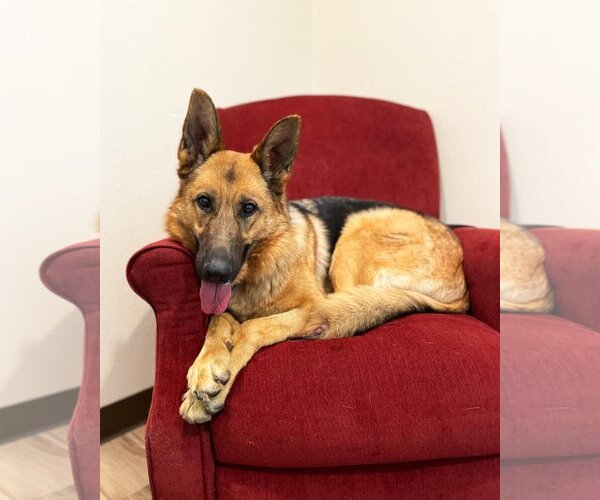 Medium Photo #3 German Shepherd Dog Puppy For Sale in San Diego, CA, USA