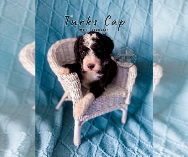 Medium Photo #4 Bordoodle Puppy For Sale in ELIZABETH CITY, NC, USA