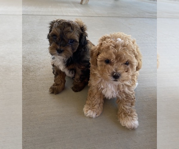 Medium Photo #1 Shih-Poo Puppy For Sale in SAINTE GENEVIEVE, MO, USA